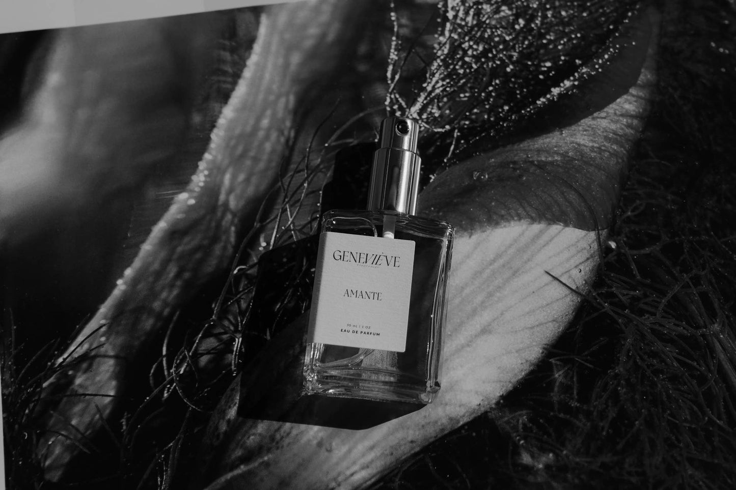 Amante Eau de Parfum | Lavender Ylang