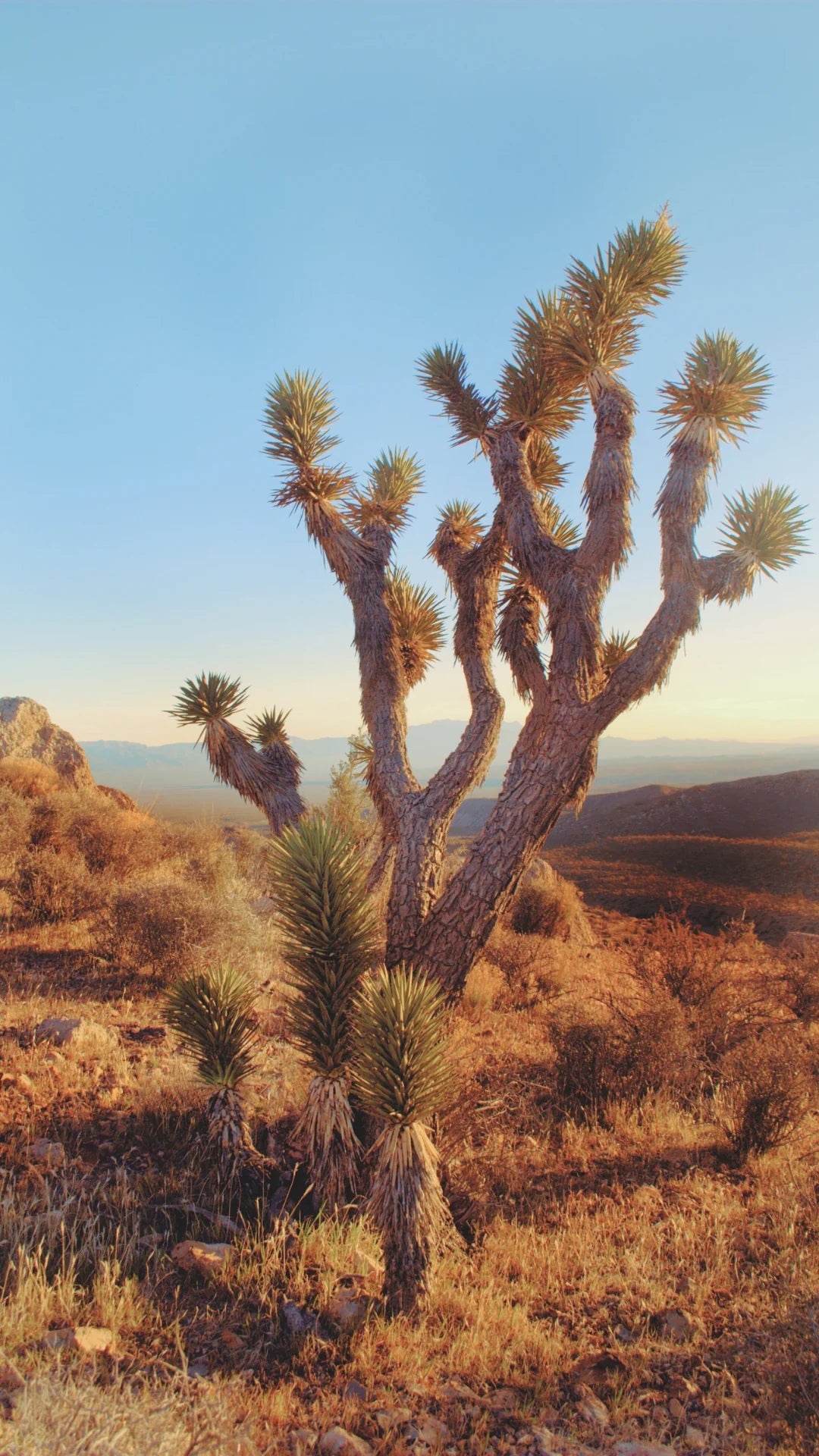 JOSHUA TREE | All Natural Candle